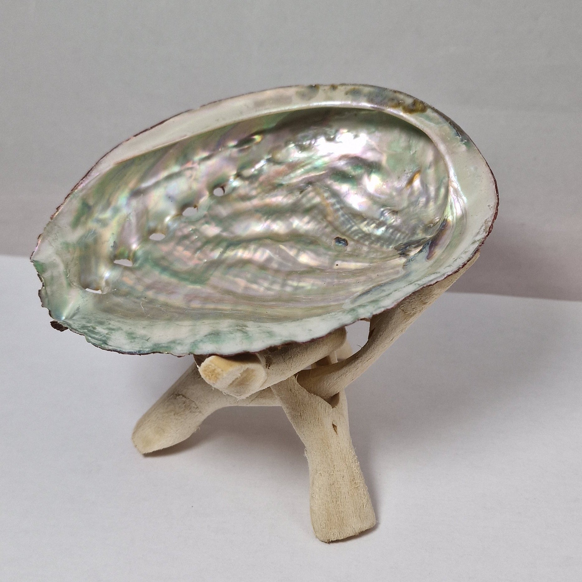 Abalone shell on a tripod on white background